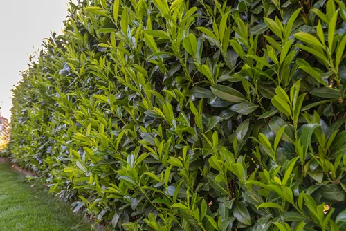 green cherry laurel in garden - forbidden plant